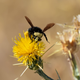 A yellow-faced bumble bee, or Bombus vosnesenskii.